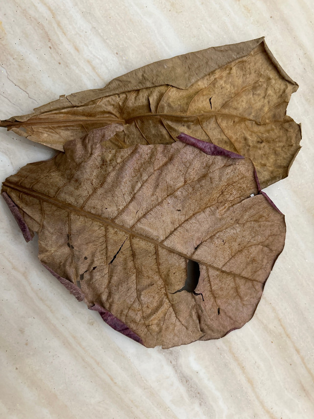 Almond leaves  in Fish for Rehoming in La Ronge - Image 2