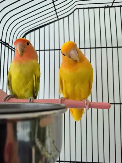 two young lovebirds, View more