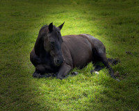 Registered quarter horse mare 