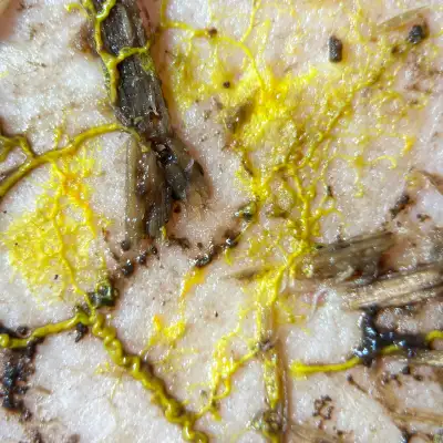 Yellow Slime Mold, View more