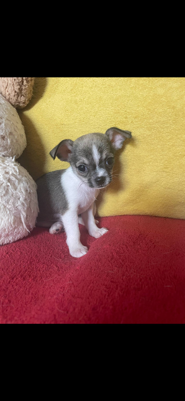 Chihuahuas dans Chiens et chiots à adopter  à Ouest de l’Île