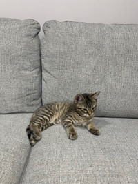Boy Tabby Kitten 