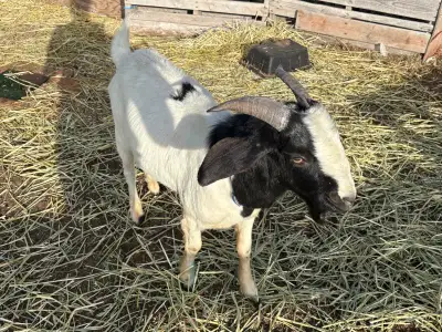 “Jimmy” 1 year old buck Boer cross North battleford Sask $250