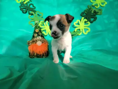 New price! Meet Newton (pictures 1,2,3) Poppy, mom, pic 4. Finn, dad, pic 5. Puppies go for their ve...