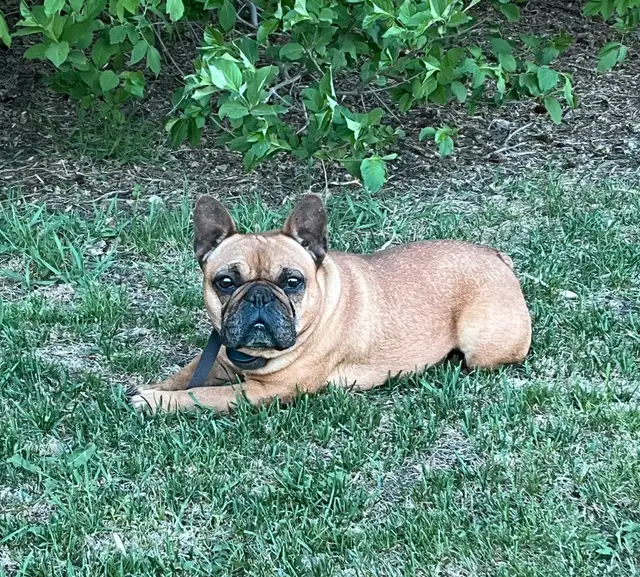Female Frenchton in Dogs & Puppies for Rehoming in Portage la Prairie - Image 3
