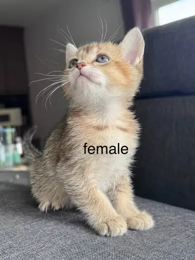 shaded shorthair kitten/chaton for rehoming, View more