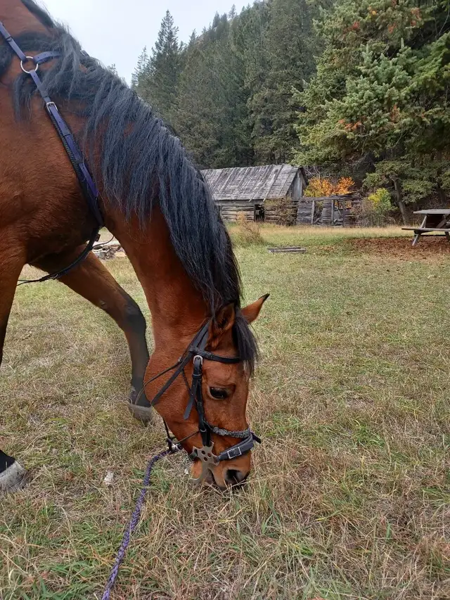 2012 Arabian Mare in Horses & Ponies for Rehoming in Cranbrook - Image 2