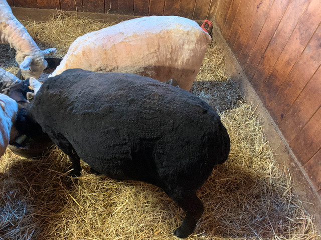 Texel x Southdown ram in Livestock in Pembroke - Image 2