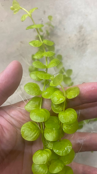 Lysimachia Nummularia -Creeping Jenny Aquarium Plants.., View more