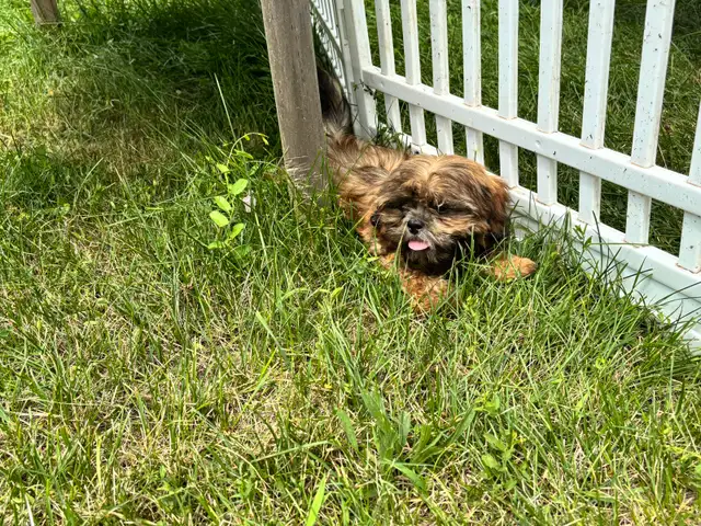 Shih Tzu puppies: 1 boy available , 1st & 2nd shots done in Dogs & Puppies for Rehoming in London - Image 7