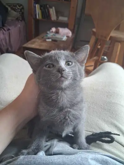 chaton a vendre, View more