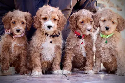 Mini Cockapoo puppies are ready for new home, they are great family dogs. They are energetic and pla...