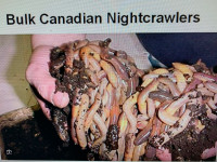 Live Fishing Worms, Canadian & European Nightcrawlers, Red Wiggl