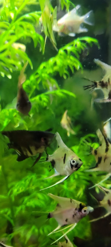 Angelfish for Sale in Fish for Rehoming in Burnaby/New Westminster - Image 3