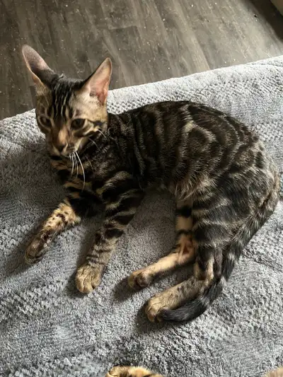 MAGNIFIQUES Mâles Bengal, View more