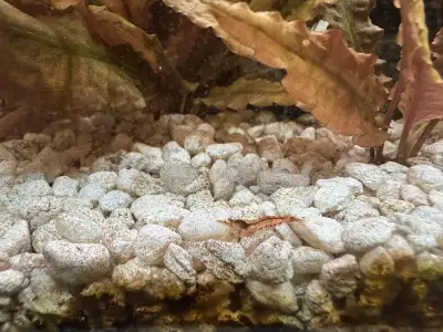 Aquarium shrimp , View more
