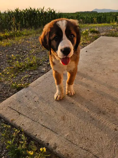 bouvier bernois x Saint-bernard, View more