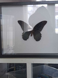 Cadre papillon noir