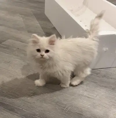 5 chaton persan de 3 mois a vendre 600$ chaque Non vacciné Non négociable Me contacter au 514 242 96...