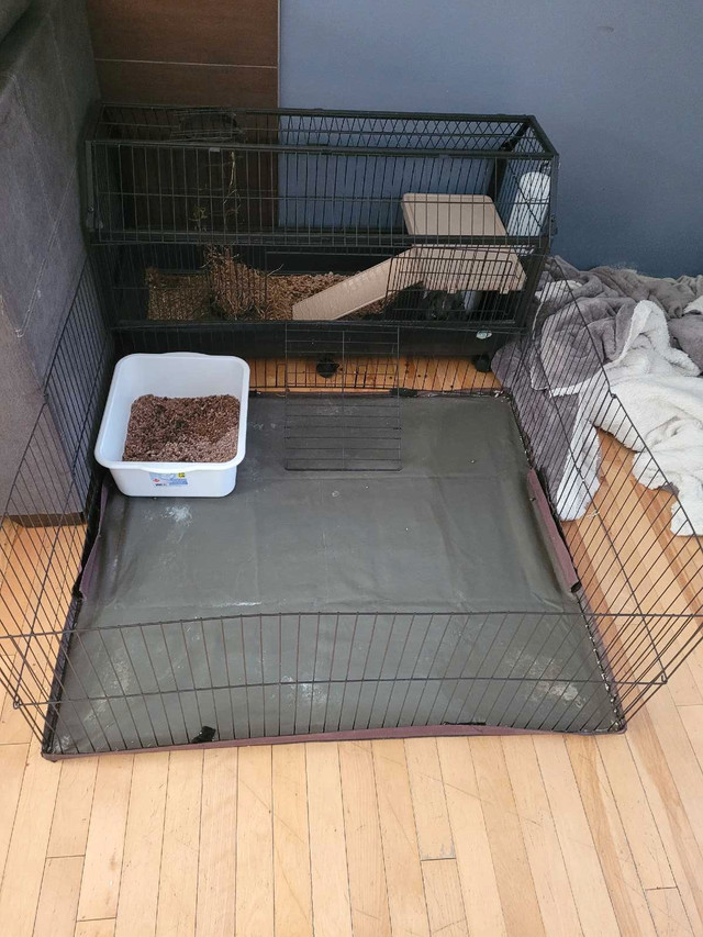 Lapin belier + cage dans Autres animaux à adopter  à Lanaudière - Image 4