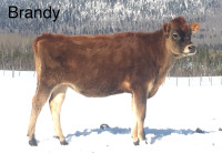 Part Jersey cattle for sale or trade