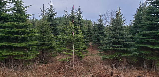 Blue Spruce Trees ~ Dig Your Own in Spring ~ $20/ft in Plants, Fertilizer & Soil in Oakville / Halton Region - Image 3