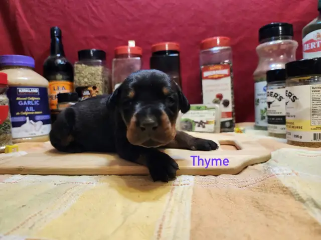 CKC Cropped Purebred European Doberman puppy in Dogs & Puppies for Rehoming in City of Toronto - Image 4