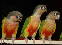 Yellow sided conure males and females