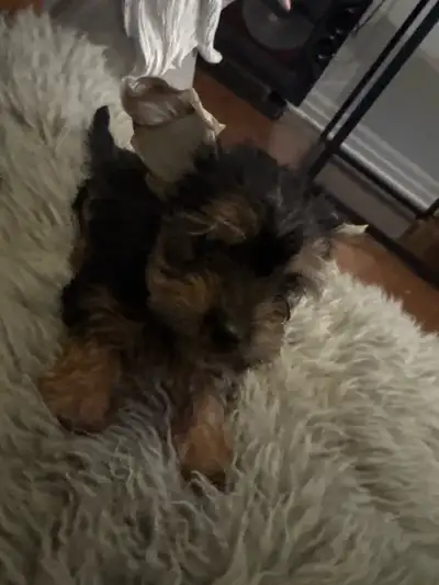 Yorkshire Terrier, View more