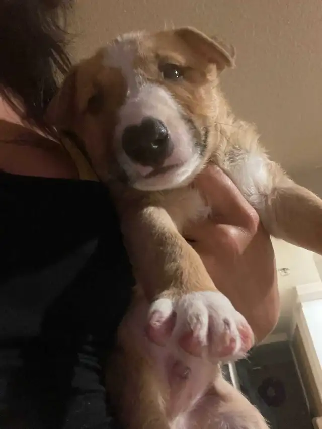 chiots a vendre in Dogs & Puppies for Rehoming in City of Montréal - Image 9