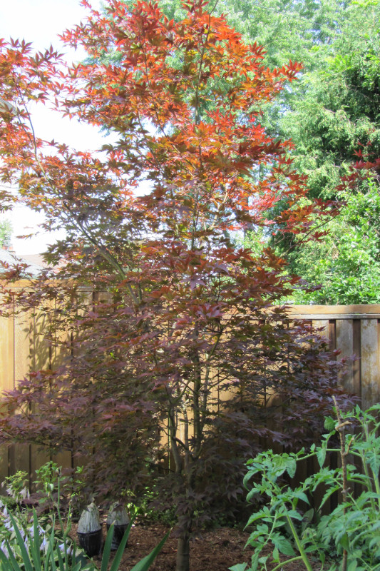 Japanese Maple Seeds Available *** 10 Seeds for $5 in Plants, Fertilizer & Soil in City of Toronto - Image 2
