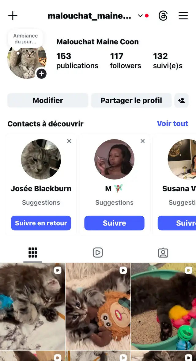 FEMELLES CHATONS MAINE COON(TICA)