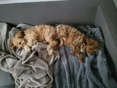 Cockapoo Puppy Sisters, View more