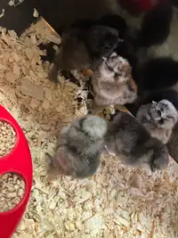 Free chicks 