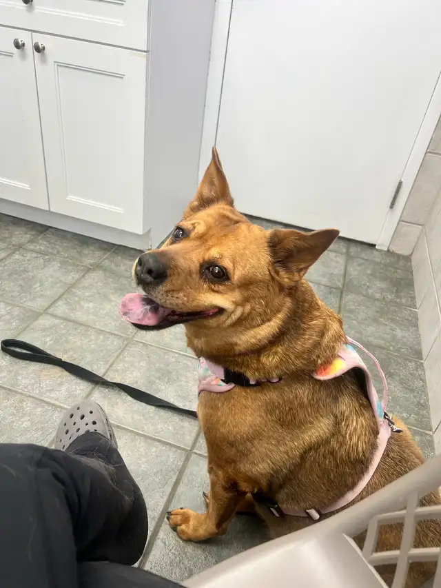 dog for adoption in Dogs & Puppies for Rehoming in Kitchener / Waterloo - Image 2