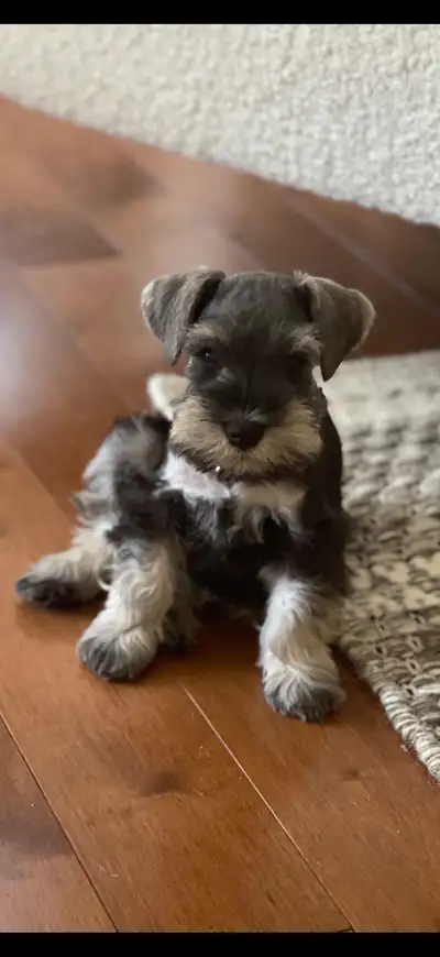 Miniature Schnauzer, View more