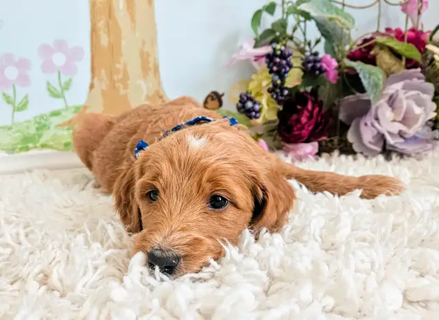 Gorgeous Goldendoodle Puppies! in Dogs & Puppies for Rehoming in Edmonton - Image 11