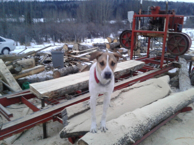Local Live Edge Lumber and woodlot in Other Business & Industrial in Calgary - Image 2