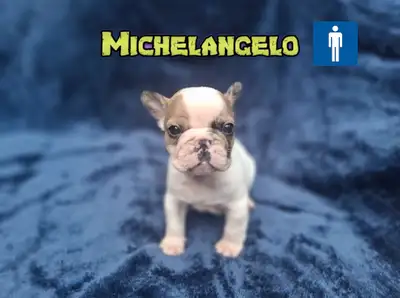 We are thrilled to announce the arrival of our stunning French Bulldog litter born on May 10, 2025!...