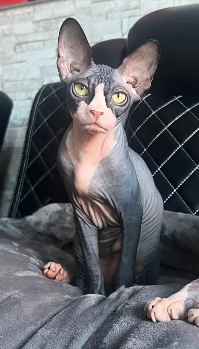 Sphynx femelle, View more
