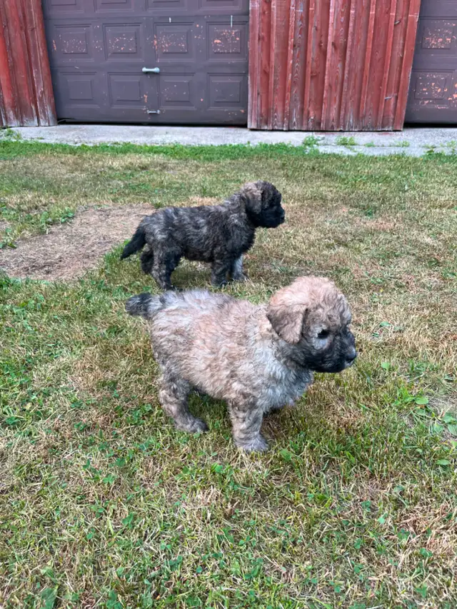 Chiots Bouvier des Flandres in Dogs & Puppies for Rehoming in Drummondville - Image 6
