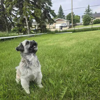 Shih tzu Female, View more