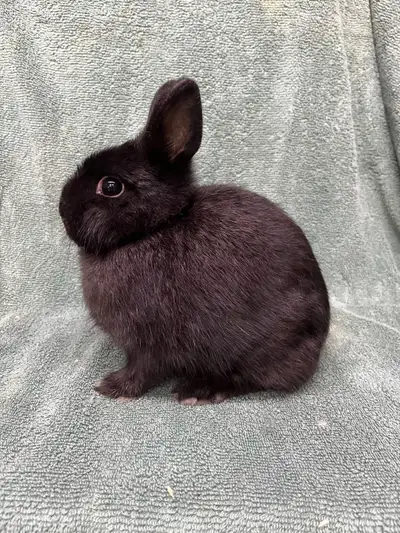 Netherland Dwarf Does, View more
