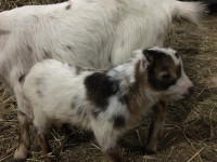 Goat with baby Sold - pending pick up 