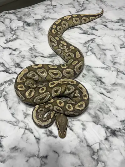 Breeder YB Mojave Hypo, View more