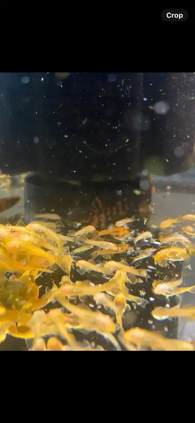 L397 Alenquer Tiger Pleco, Voir plus