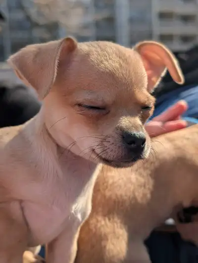 Chihuahua puppy's , View more