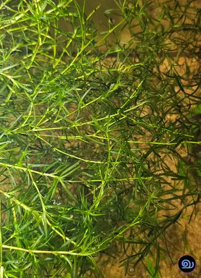 View our whole stock list: www.tbayinvertebrates.ca • Care Level: easy • Placement: floating • Water...