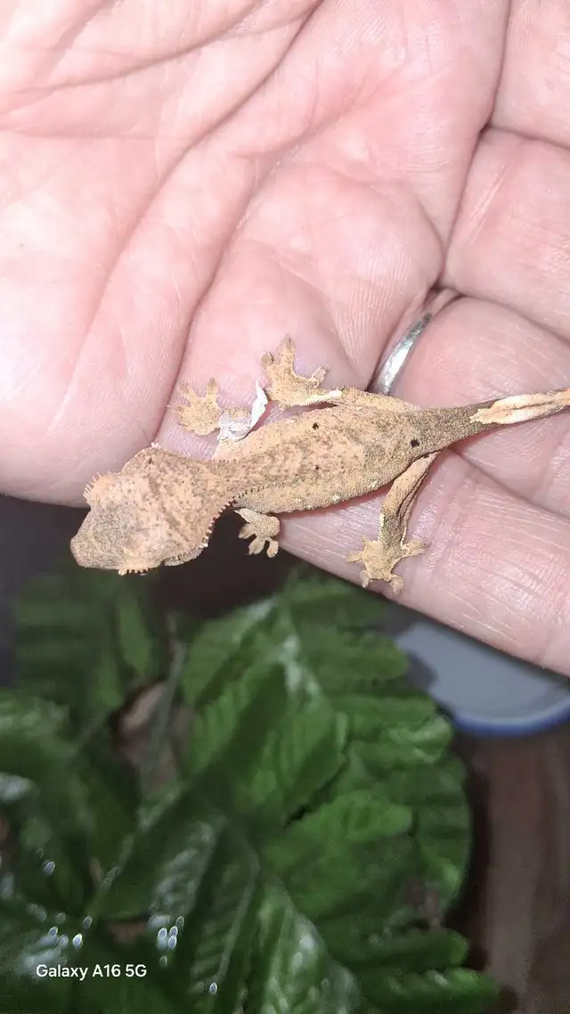 Raise Your Baby in Reptiles & Amphibians for Rehoming in Ottawa - Image 5