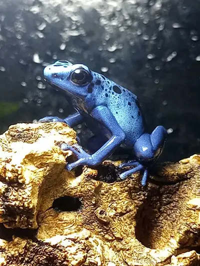 Dendrobates tinctorius "Azureus", View more